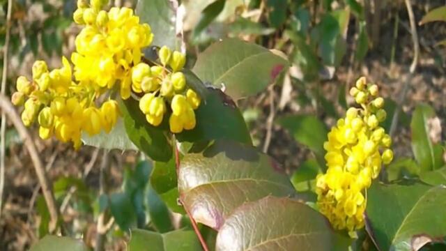 Анатолий Кулагин   -    ВЕСЕННИЙ ВЕТЕР