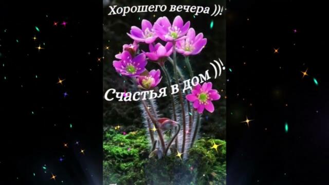 Добрый  вечер!   Анири  -  Выпиваю   Тебя