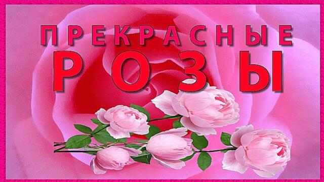 Прекрасные розы