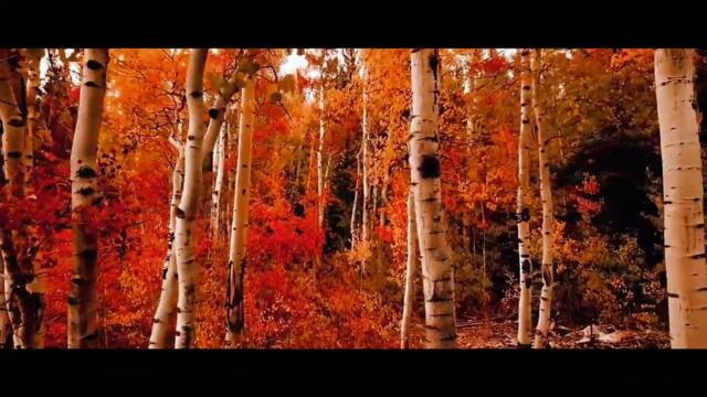 Beauty of The Nature Song Skandr Road Trip