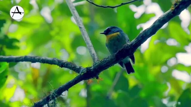 THEME SONG NO COPYRIGHT - INDONESIA - The Richest Of Nature