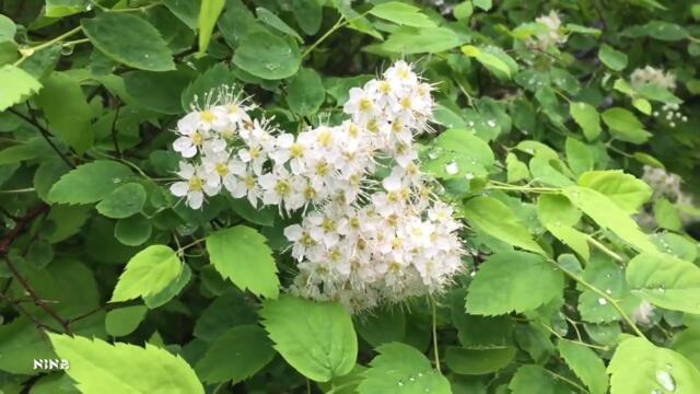 Весенняя Природа под Прекрасную Музыку Сергея Чекалина!