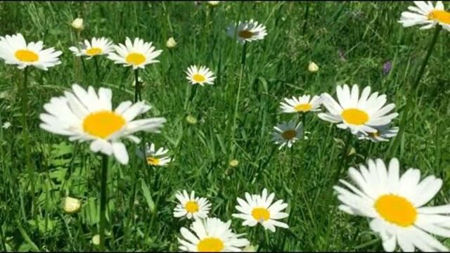 Земля в Очаровательном Цвету под Красивую Музыку Сергея Чекалина!