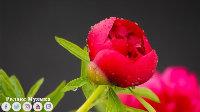 А дождь всё льёт!... Очень КРАСИВАЯ МУЗЫКА под настроение дождя!