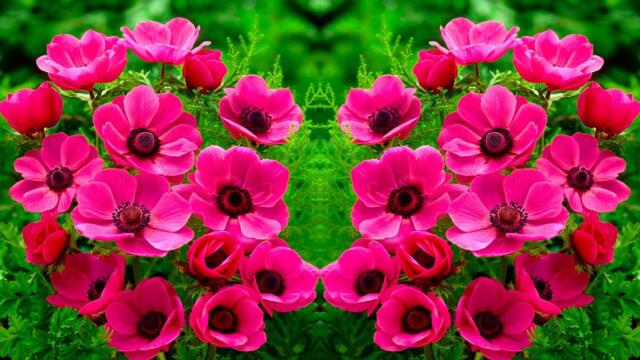 КРАСОТА ЦВЕТОВ И ПРЕКРАСНАЯ  МУЗЫКА