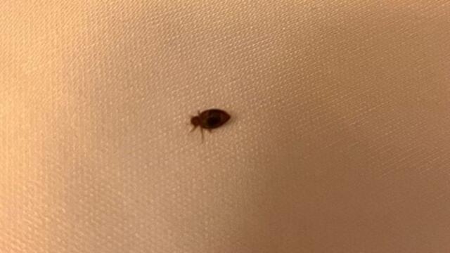 'Bed bugs' in Premier Inn at Highcliffe