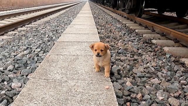 Stray puppy looking for grain dropped from train