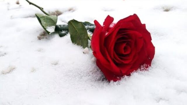 ЛЮБОВЬ НЕМОЛОДЫХ ЛЮДЕЙ