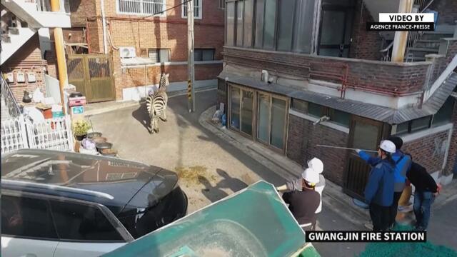 Zebra returned to zoo after Seoul escapade
