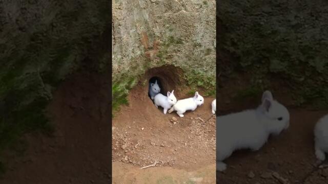 Conejos saliendo de la madriguera, crianza al aire libre. #bunny #conejo #rabbits #rabbit