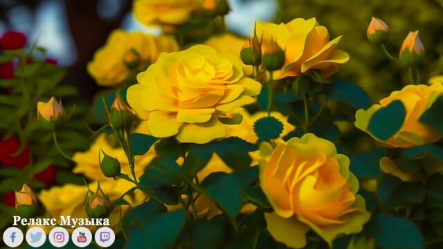 Музыка расслабляет нервную систему, улучшает память 🌿 Сергей Грищук музыка