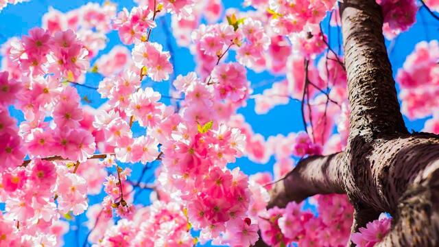 Музыка расслабляет нервную систему, улучшает память 🌿 Сергей Грищук музыка