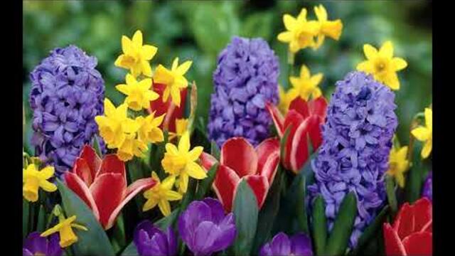 Вот и весна. Сергей Чекалин.