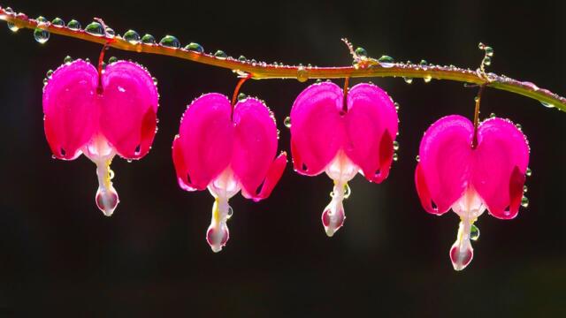 Вальс Дождя! Лечебная Музыка для Снятия Стресса, Усталости, Депресии, Детокс негативных эмоций