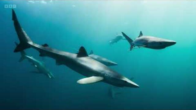 Wild Isles - Season 1 - Episode 5 - Ocean - BBC Documentary🎬