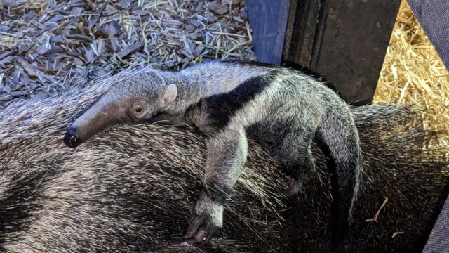 Chester Zoo welcomes rare baby giant anteater