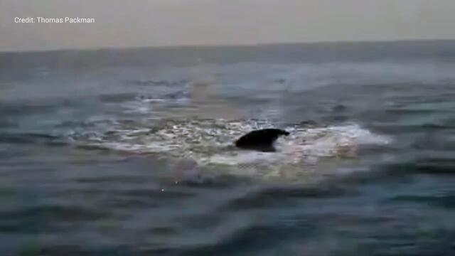 Huge whale filmed off the coast of Kent