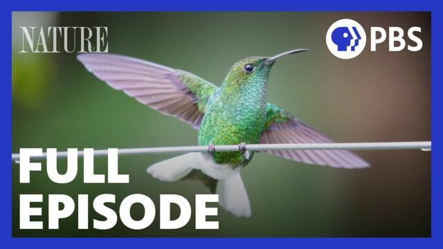 The Hummingbird Effect | Full Episode | NATURE | PBS