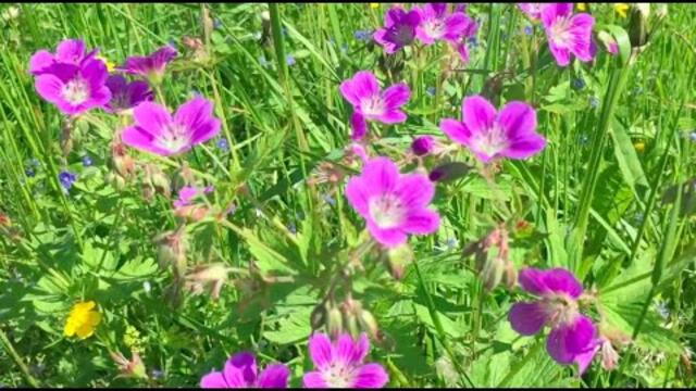 Луга Июня под Прекрасную Мелодию Эдгара Туниянца!