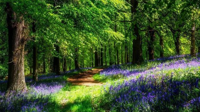 Музыка расслабляет нервную систему, улучшает память 🌿 Сергей Грищук музыка