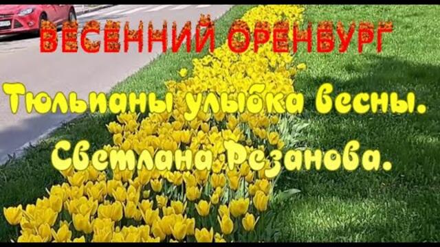 Светлана Резанова   -   Тюльпаны... улыбка весны...