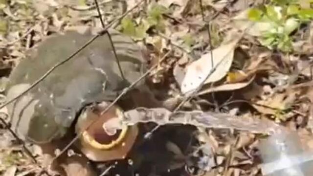 Turtle Unexpectedly Attempts to Attack Person as She Gives Them Water After Rescuing Them