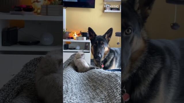 German Shepherd Befriends Kitten On Her First Day Home || PETASTIC 🐾