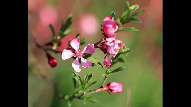 Шансон весны 2023 года