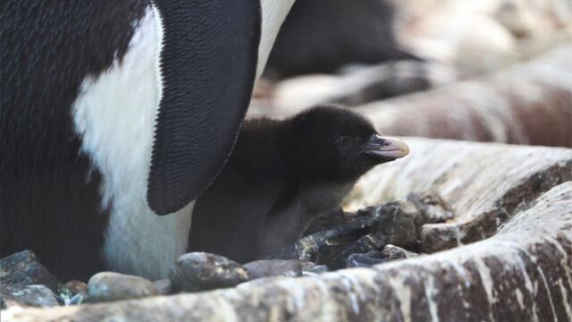 Edinburgh Headlines 9 May: Man assaulted and robbed | Endangered penguin born