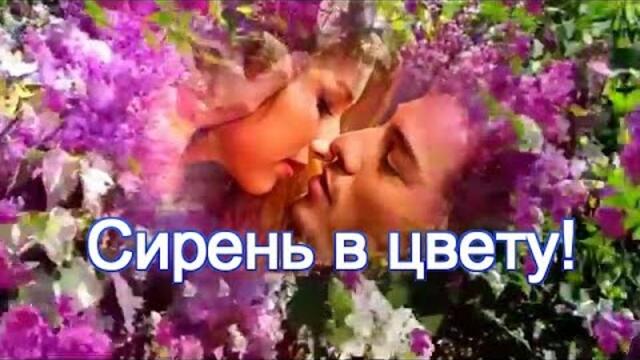 ЕЛЕНА СОБОЛЕВА - СИРЕНЬ В ЦВЕТУ!