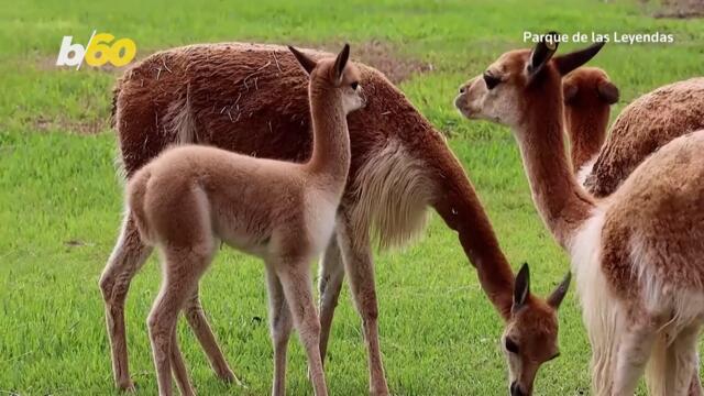 Mother’s Day Celebrations Underway in Lima Zoo