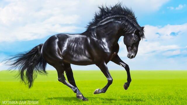 Три месяца я слушала только эту музыку! Музыка Исцеляющая Все Боли Тела И Духа! Сергея Грищука