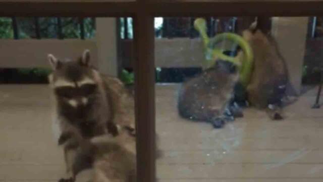 Woman feeds goofy raccoon that often hangs around & acts silly outside her house