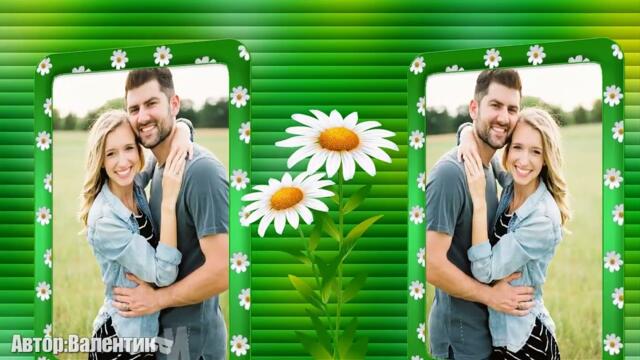 БЕЛЫЕ РОМАШКИ