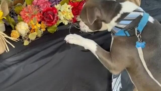 Emotional Dog Cries During Another Dog's Memorial