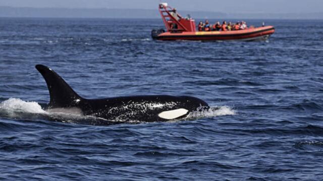 Killer Whales Co-ordinate Attacks on Sailboats, Say Observers