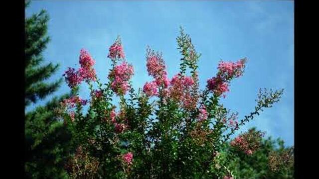Benedetta Caretta - Profumo di limoni (From 'Nuovo Cinema Paradiso')