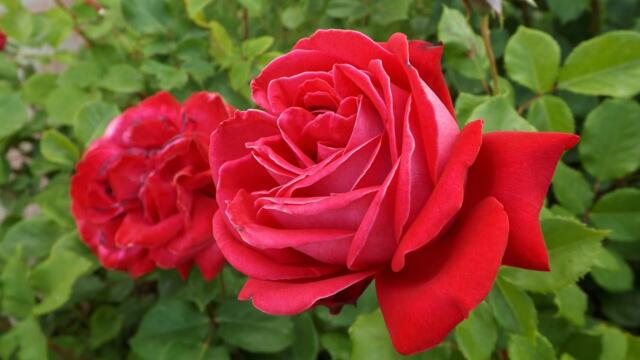 Самая красивая мелодия на свете! Эту музыку можно слушать вечно! красивая музыка Сергей Грищук