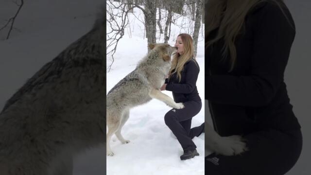 Момиче вика вълци от гората с вой - GIRL HOWLS WITH GIANT WOLVES