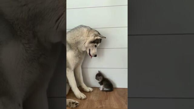 Хъски и малко котенце - The gentle husky