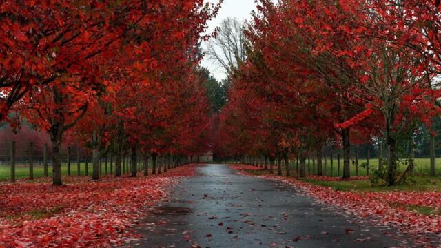 Угомонись,заплаканная осень!   Calm down, tearful autumn!