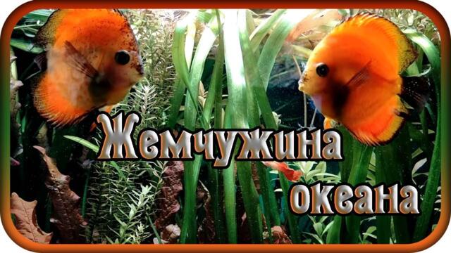 Музыка Павел Ружицкий   -   "ЖЕМЧУЖИНА ОКЕАНА"