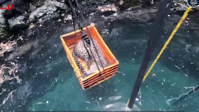 Watch Young Leopard Rescued After Falling 80 Feet into a Well