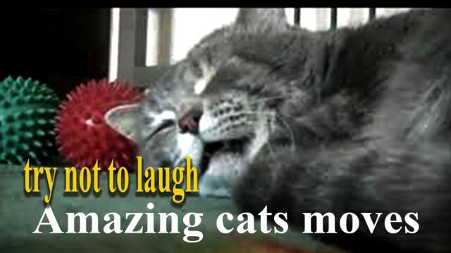 Funniest Cats 😹 - try not to laugh 😂 - Funny Cats Life