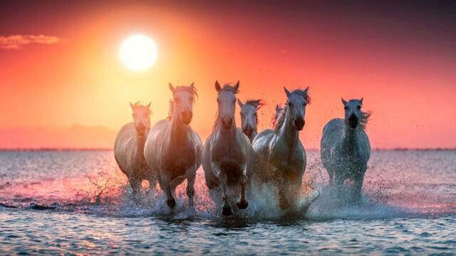 ИГОРЬ СЛУЦКИЙ - УСТАЛИ КОНИ...