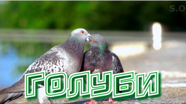 Сергей Одинцов - Голуби