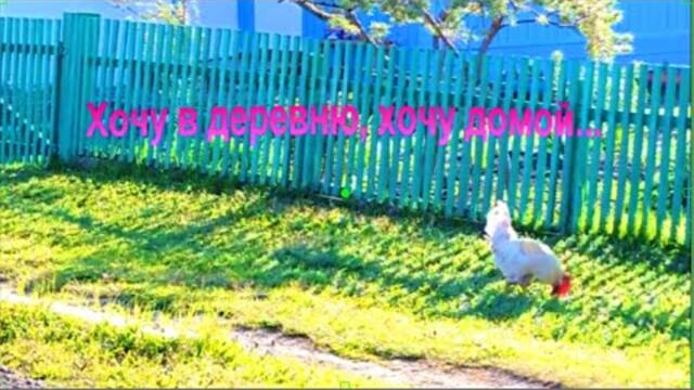 Хочу в деревню, хочу домой...