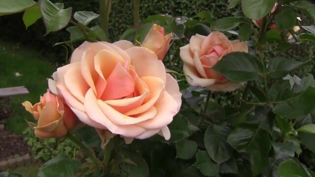 Радуйся новому дню