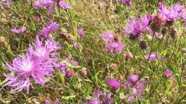 Луга Августа под Прекрасную Мелодию Эдгара Туниянца!