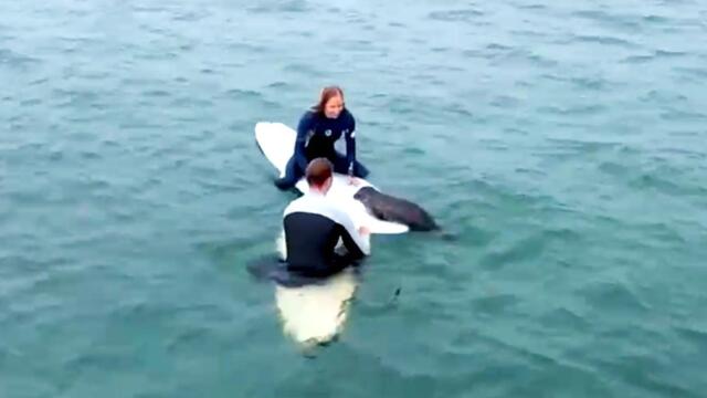 Must See! Baby Seal Climbs Aboard Surfer’s Boards in San Diego